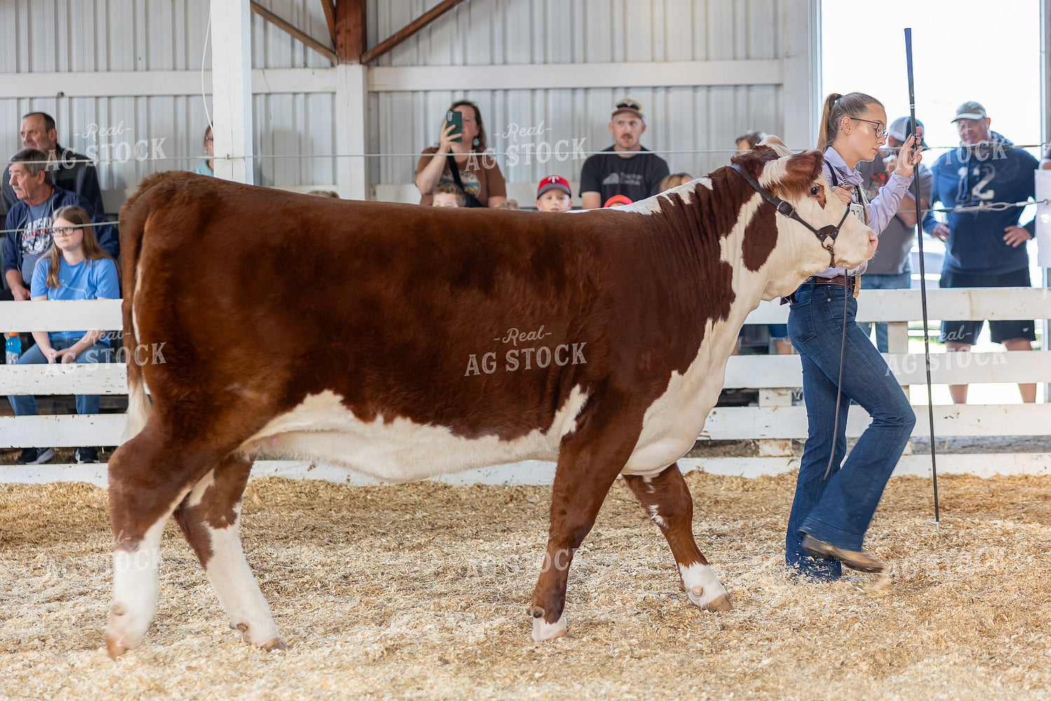 Showing Cattle 194058