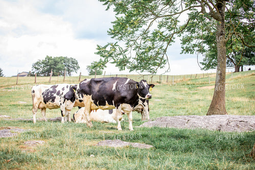 Holstein Cattle on Pasture 270141