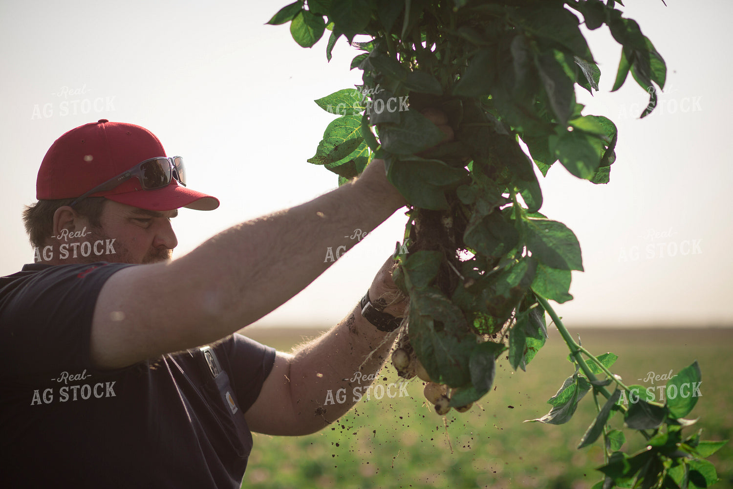 Farmer Checking Potato Field 135108
