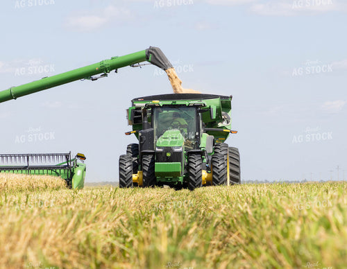 Rice Harvest 79729