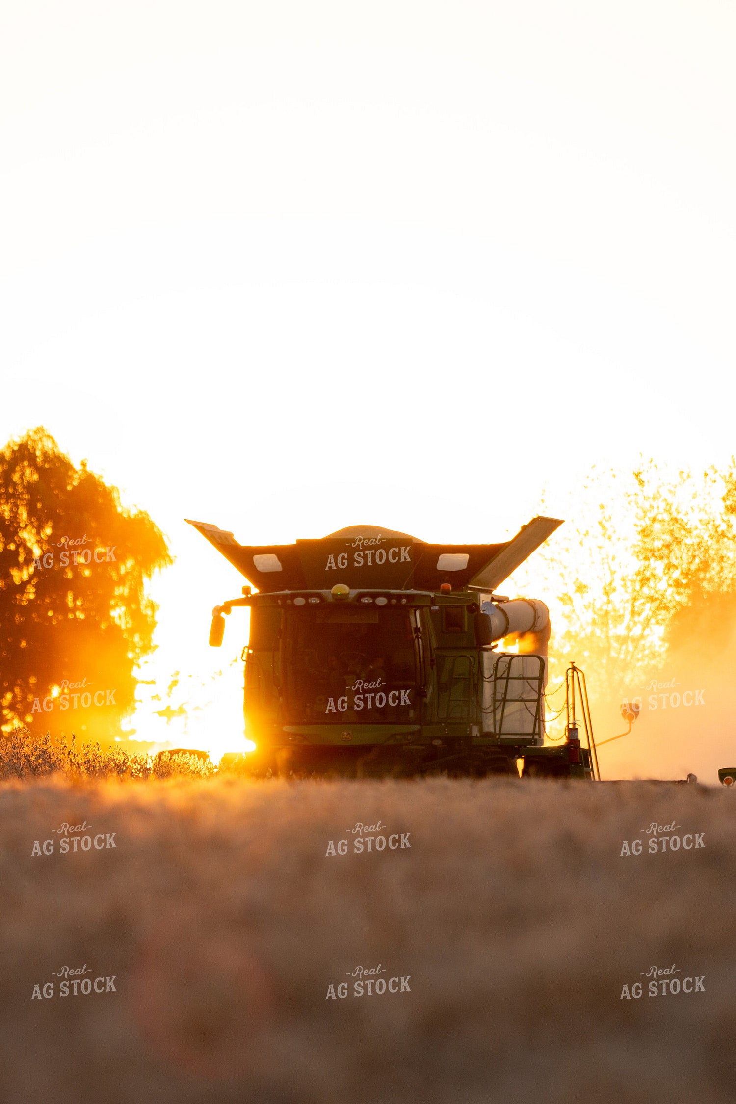 Soybean Harvest at Sunset 157227