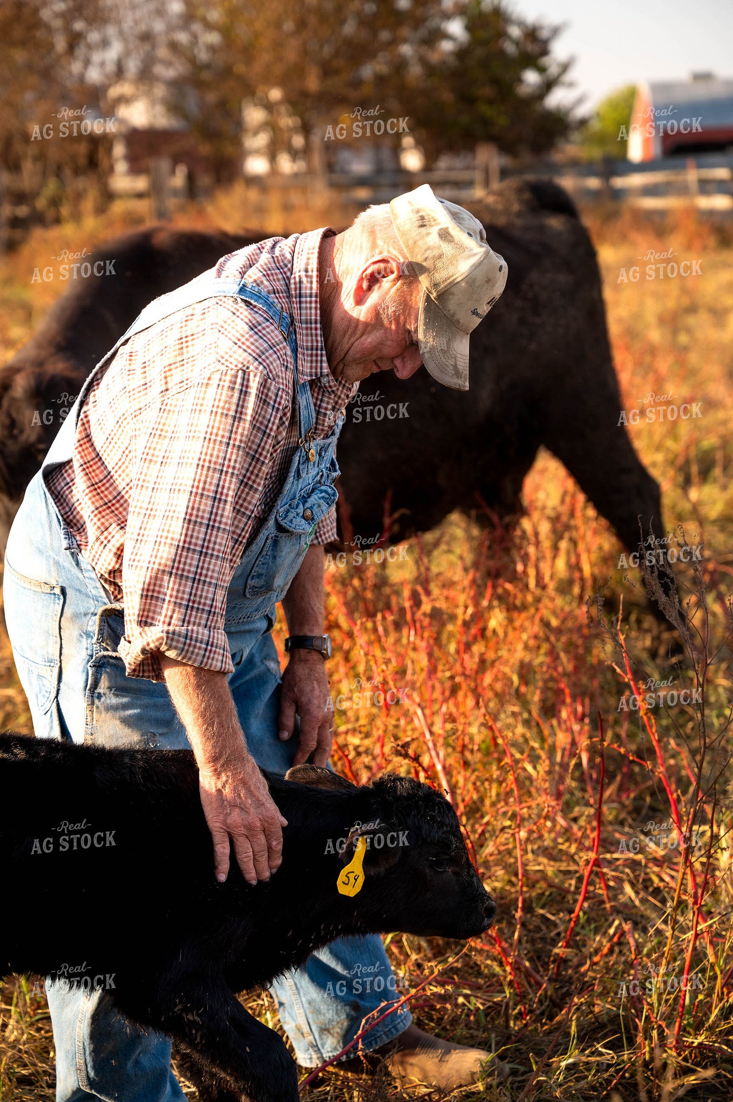 Farmer Checking Cattle 115892