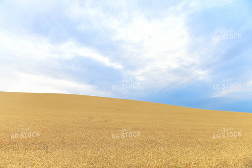 Wheat Field 129037