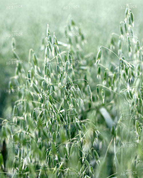 Oats 141586