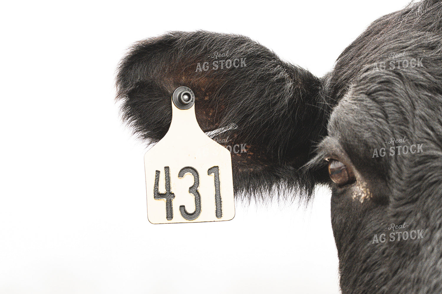 Black Baldy Cow 162013
