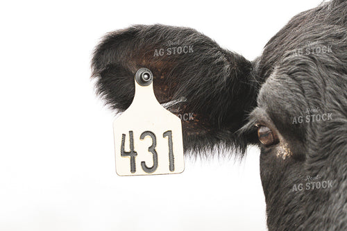 Black Baldy Cow 162013