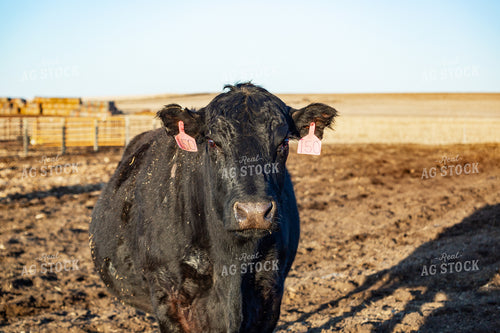 Calving Season 155544