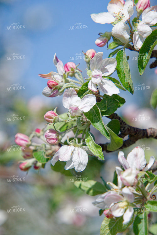 Apple Tree Blossoms 146079