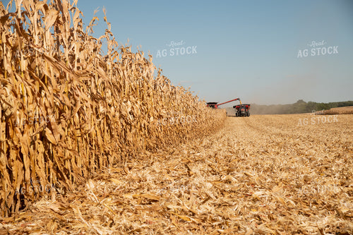Combine Unloading Corn into an Auger Wagon on the Go on a Sunny Day 25925