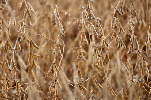 Dried Soybean Field 141794
