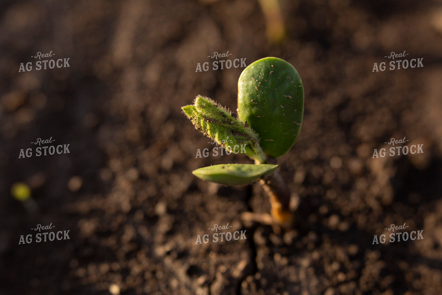 Soybeans - Early Growth 1406