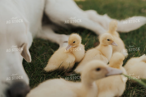Farm Dog with Ducklings 61252