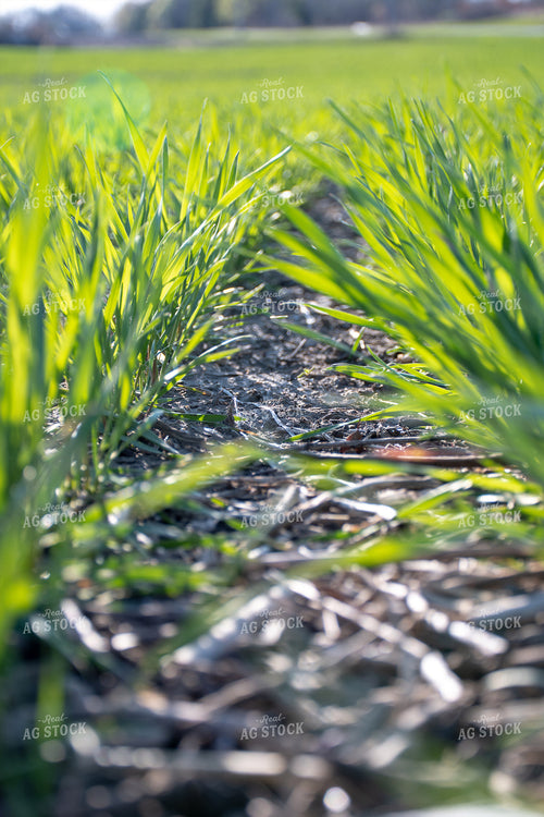 Green Wheat Field 50110