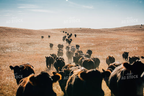 Cattle Trail in Pasture 53065