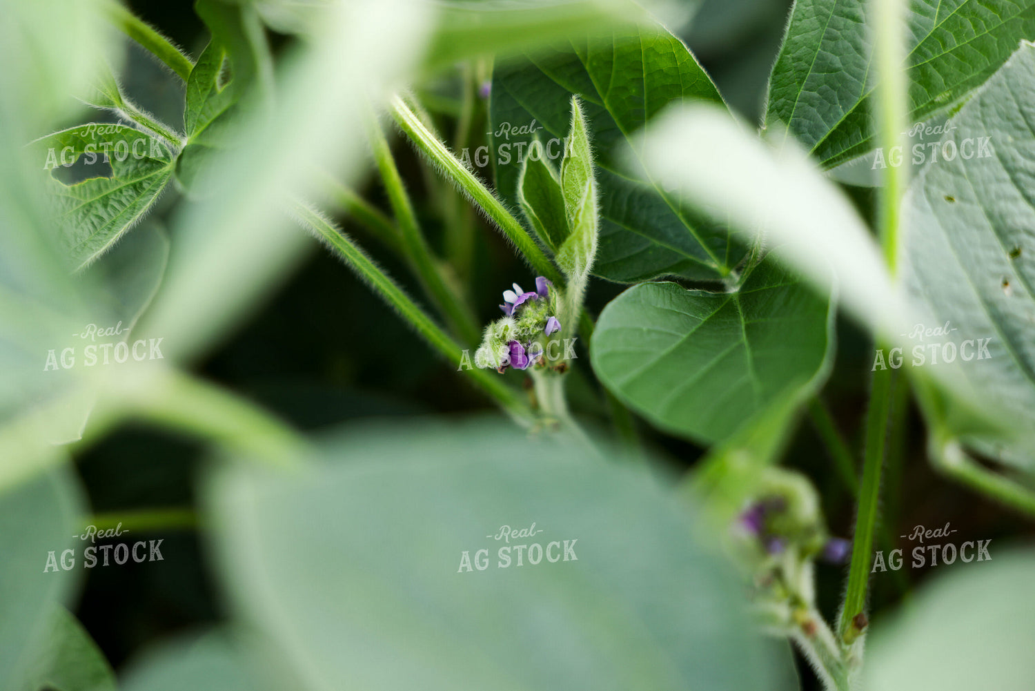 Flowering Soybeans 178148