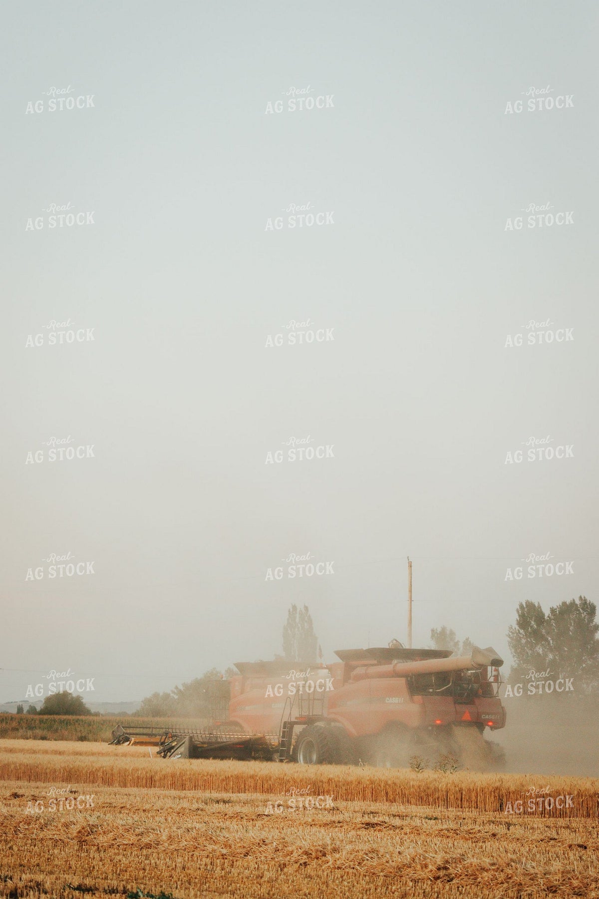 Case IH Combine Harvesting Wheat in Dusty Field 403009