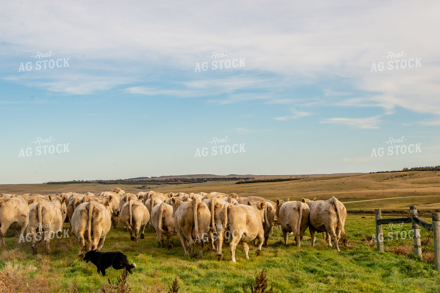 Moving Charolais Cattle 299011
