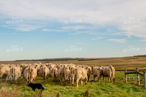 Moving Charolais Cattle 299011