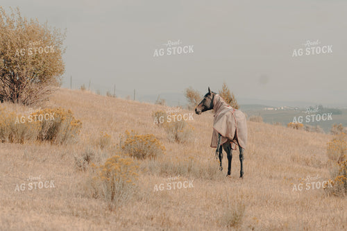 Ranch Horse 58163