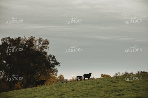 Angus Cow and Calf on Hill 3547