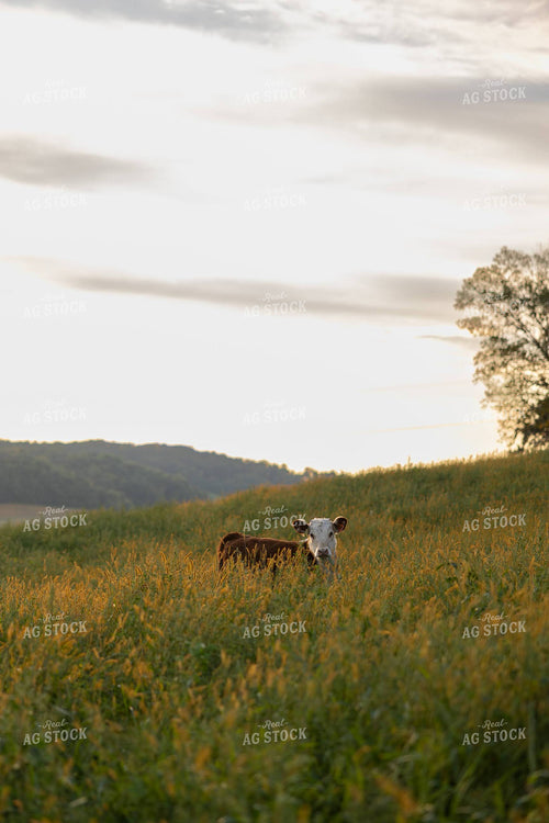 Hereford Cattle on Pasture 194079
