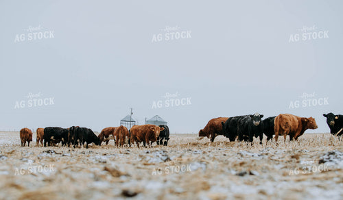 Cattle in Pasture 77186