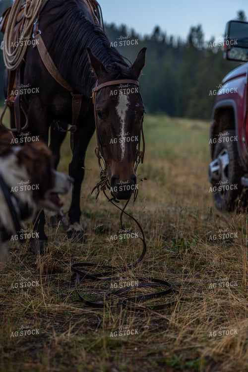 Horse and Cow Dog 304094