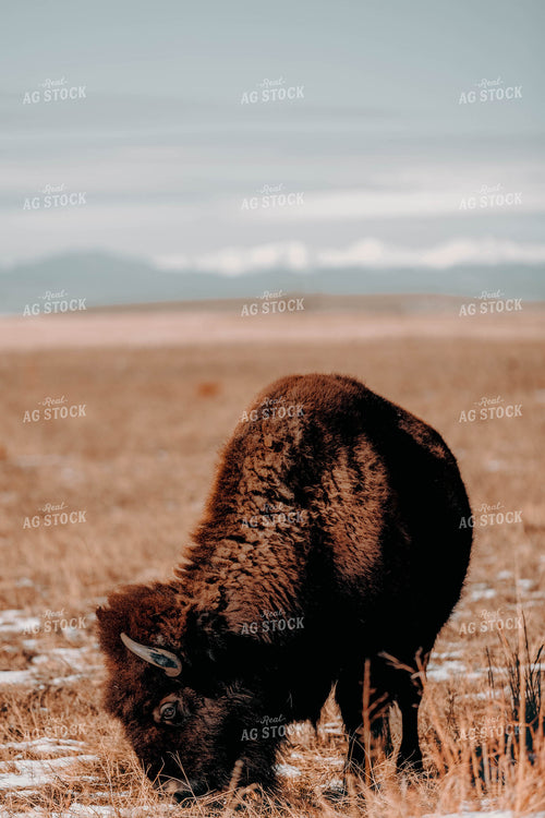 Buffalo in Pasture 266008