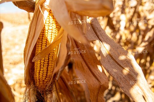 Dried Corn Waiting to be Harvested on a Sunny Day 25893