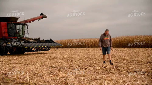 Farmer Looking at Diseased Corn Stalk in Field