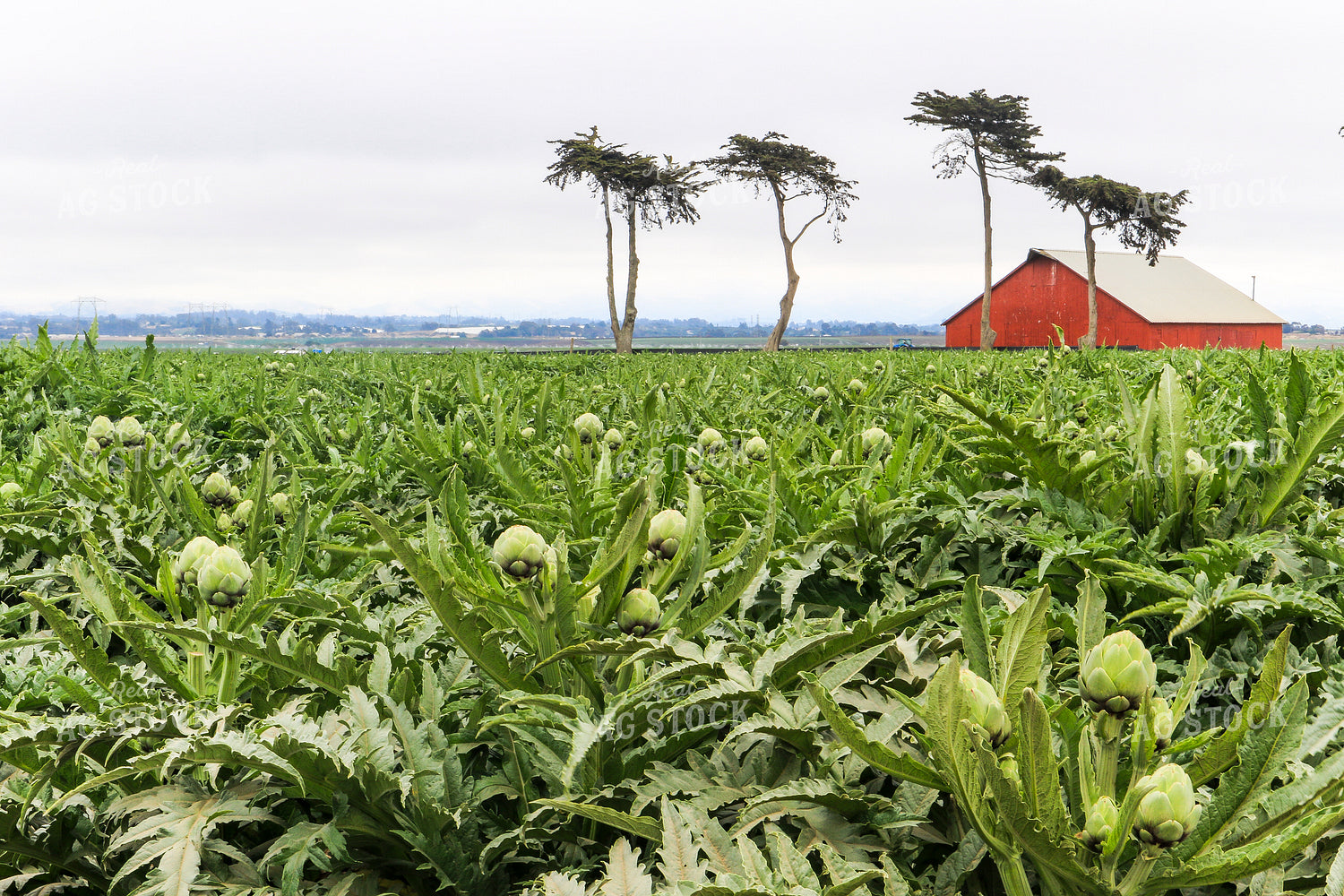 Artichoke Field 105027