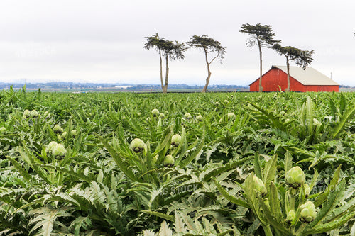 Artichoke Field 105027