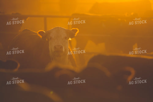 Feedyard Cattle at Sunrise 3808