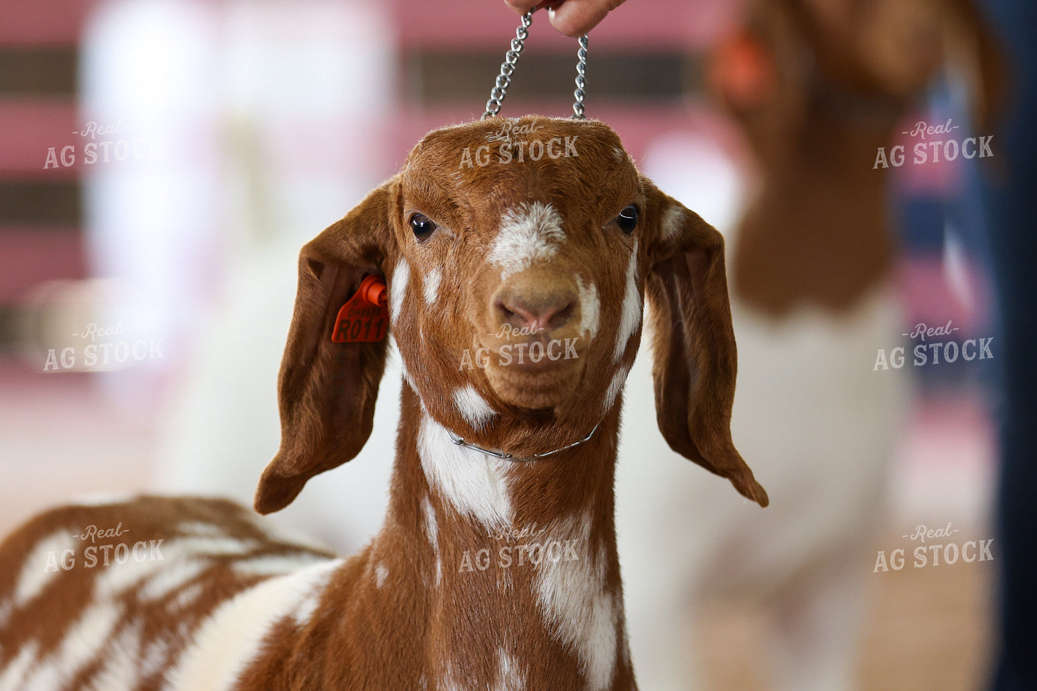 Goat Show 160421