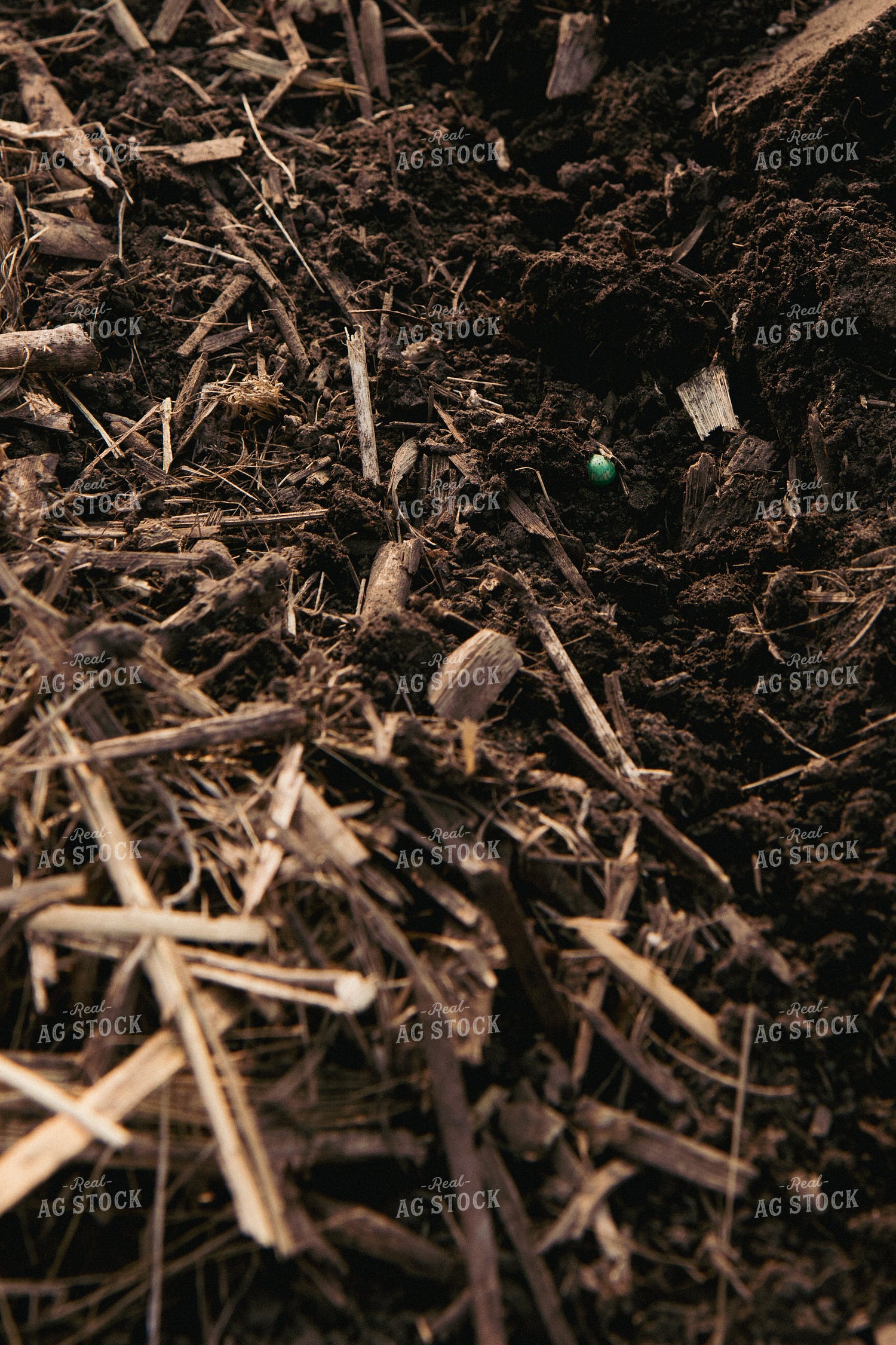 Close Up of Freshly Planted Soybean Seed in Corn Residue 67320