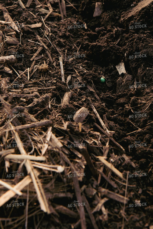Close Up of Freshly Planted Soybean Seed in Corn Residue 67320