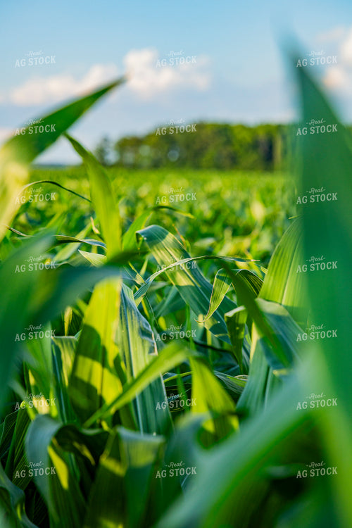 Mid-Season Corn Field 291099