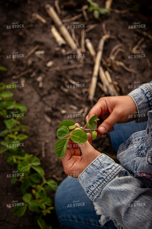 Female Farmer Checking Soybeans 67791