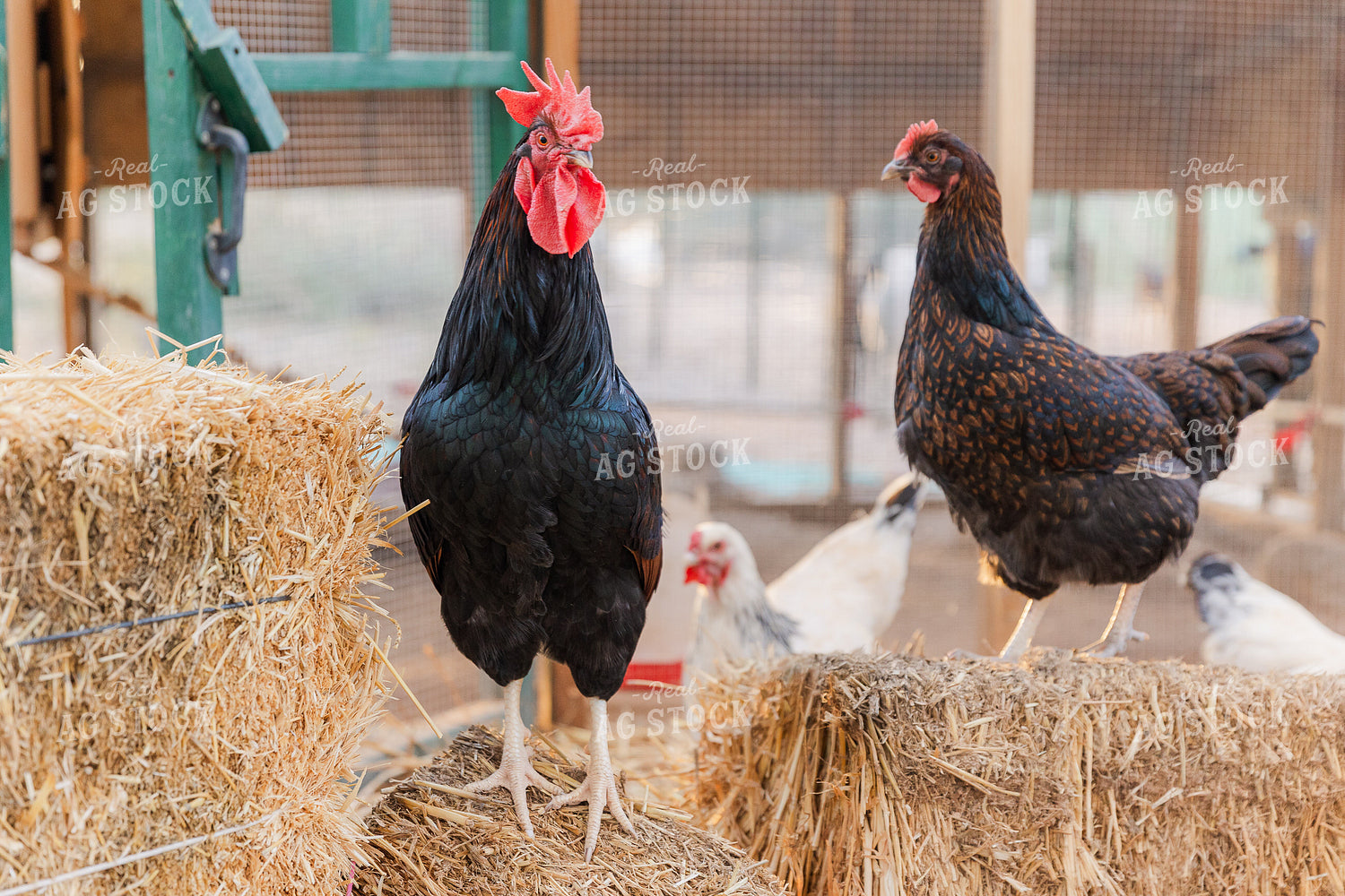 Chickens 184004