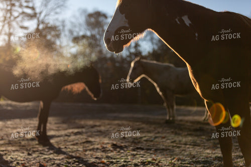 Horses 165008