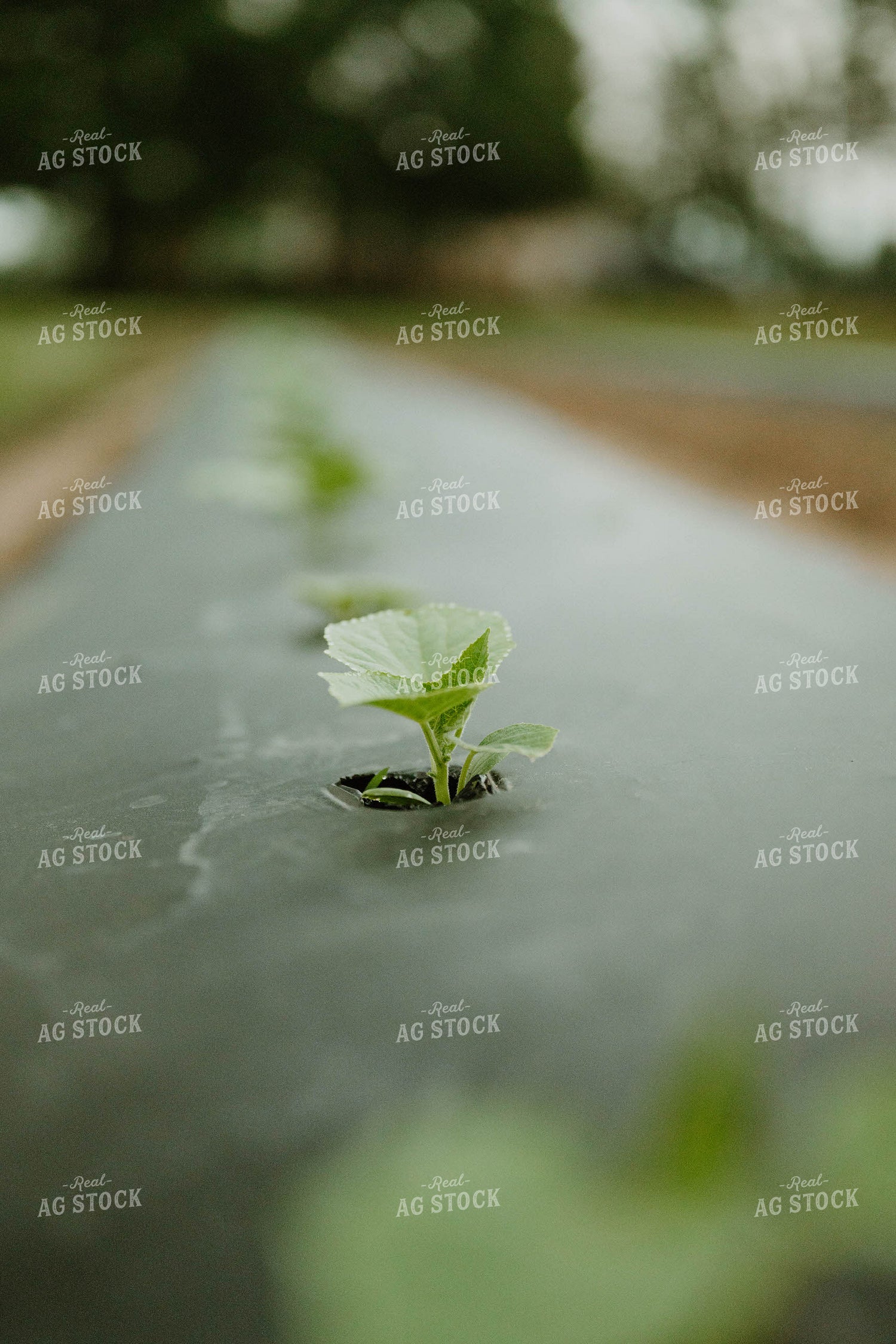 Cucumbers in Plasticulture 125245