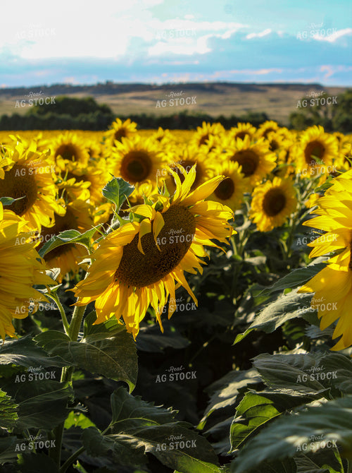 Sunflower Field 237004