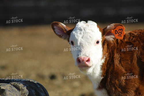 Hereford Cow and Calf Pair 78107