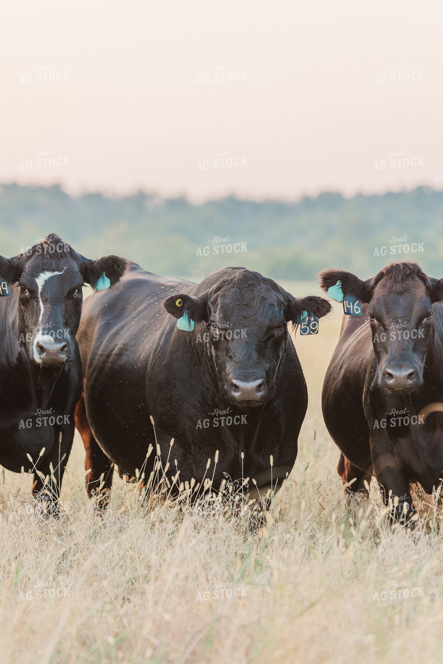 Bull with Cows in Pasture 131037