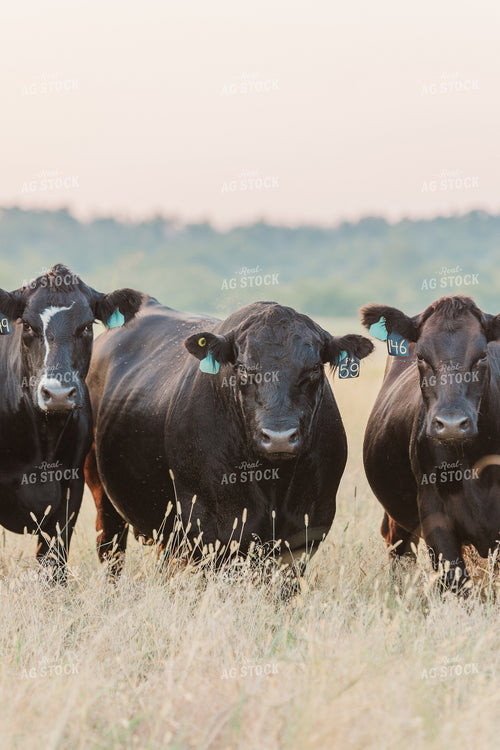 Bull with Cows in Pasture 131037