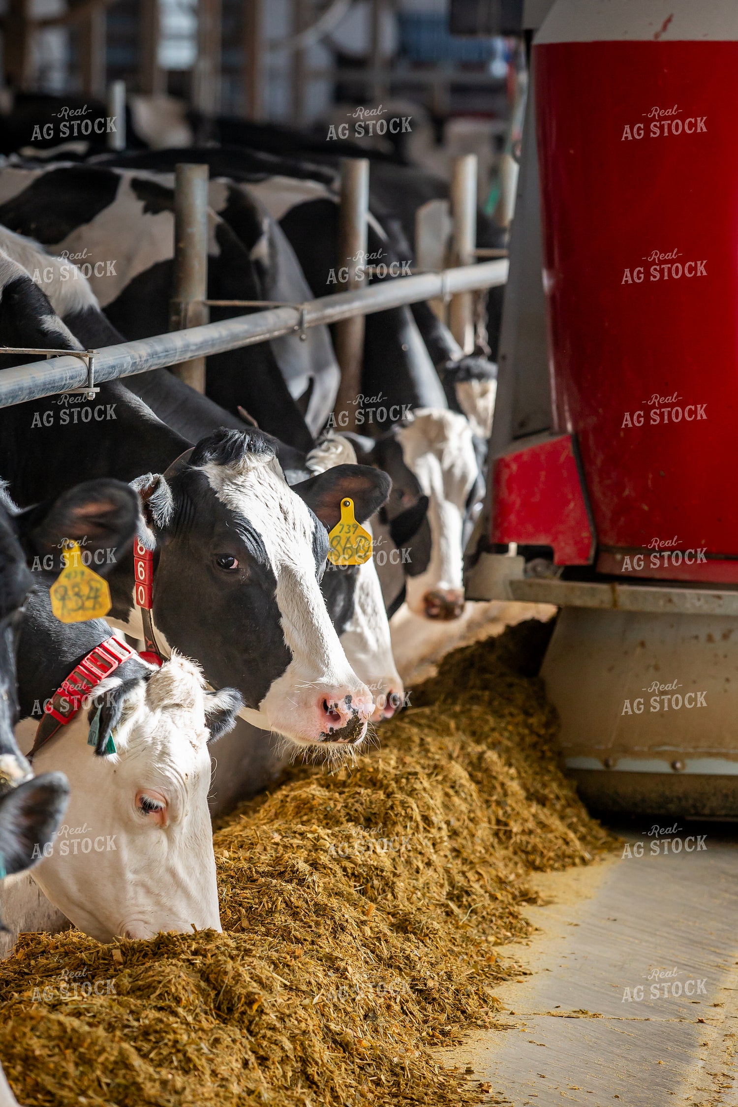 Robotic Feeder in Holstein Cattle Barn  270277