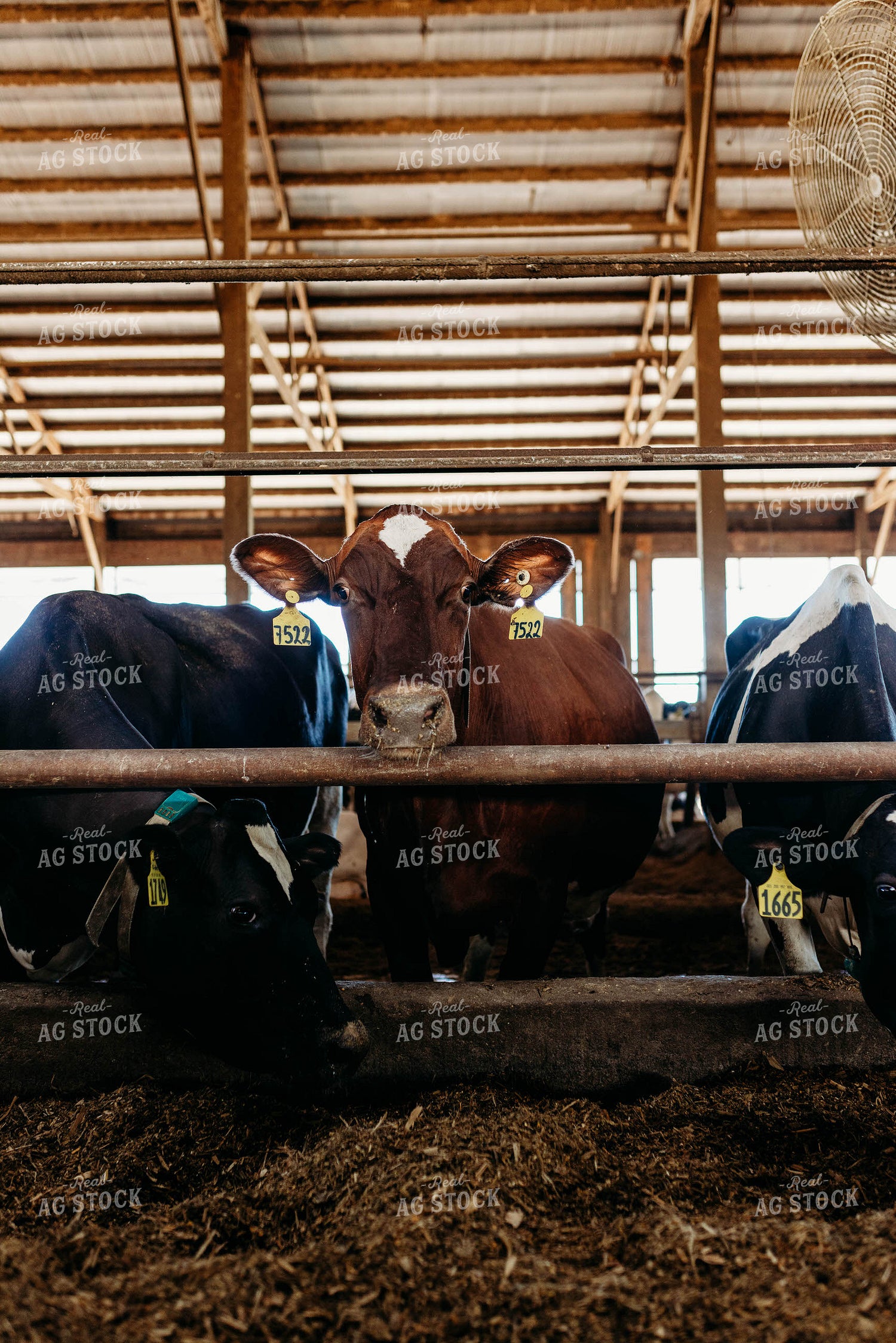Sweedish Red and White Cattle in Open Air Dairy Barn 152087