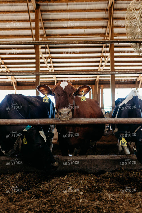 Sweedish Red and White Cattle in Open Air Dairy Barn 152087