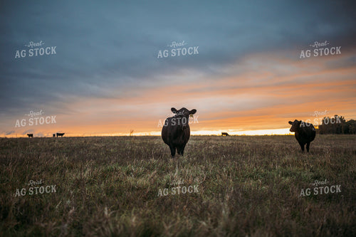 Cattle on Pasture 285049