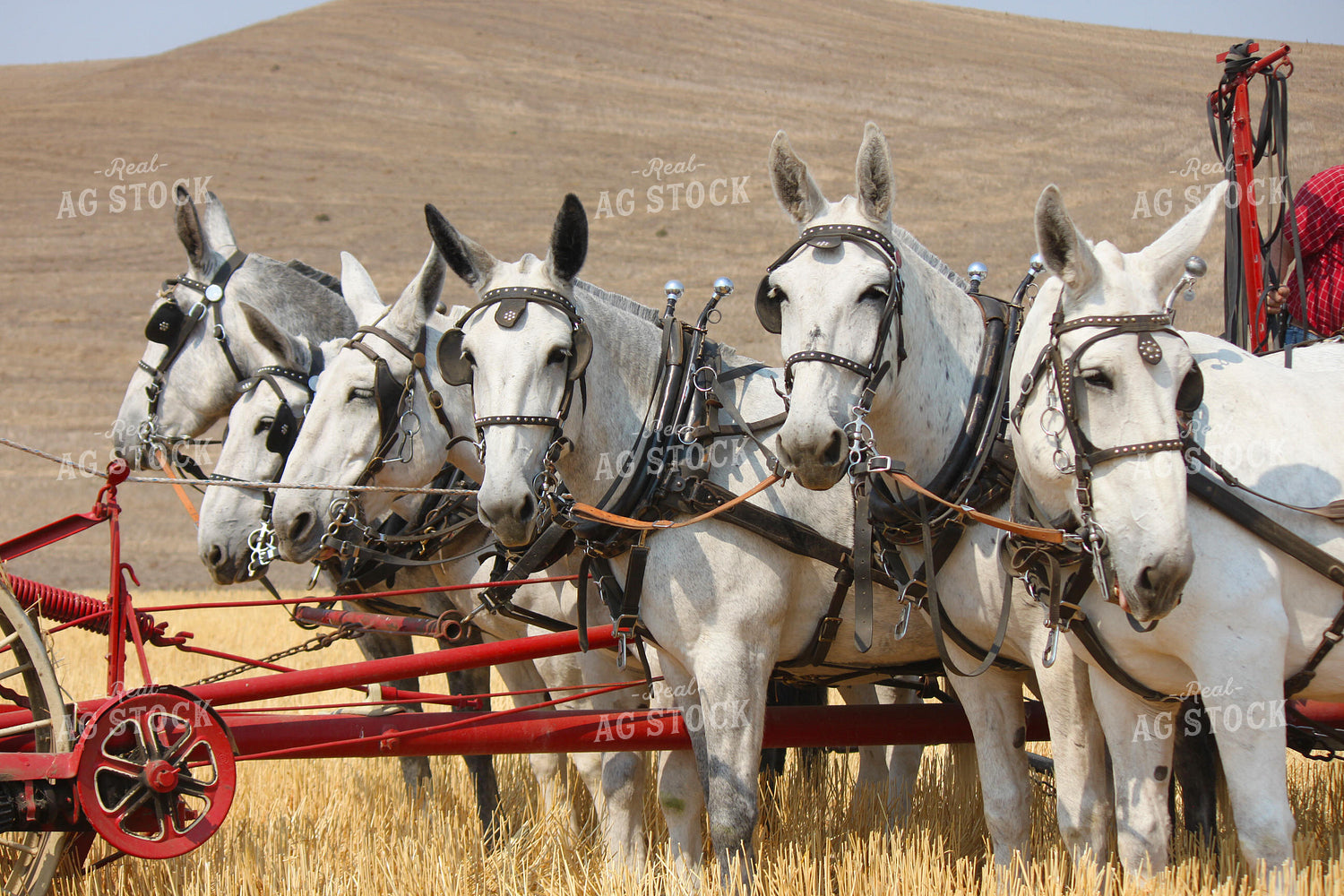 Horses 188054